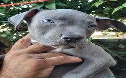 American Staffordshire-Terrier perros en venta: Machito y hembrita blue  - Imagen 4