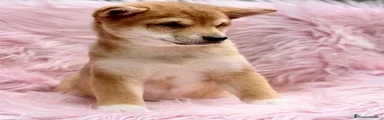 Shiba Inu 1