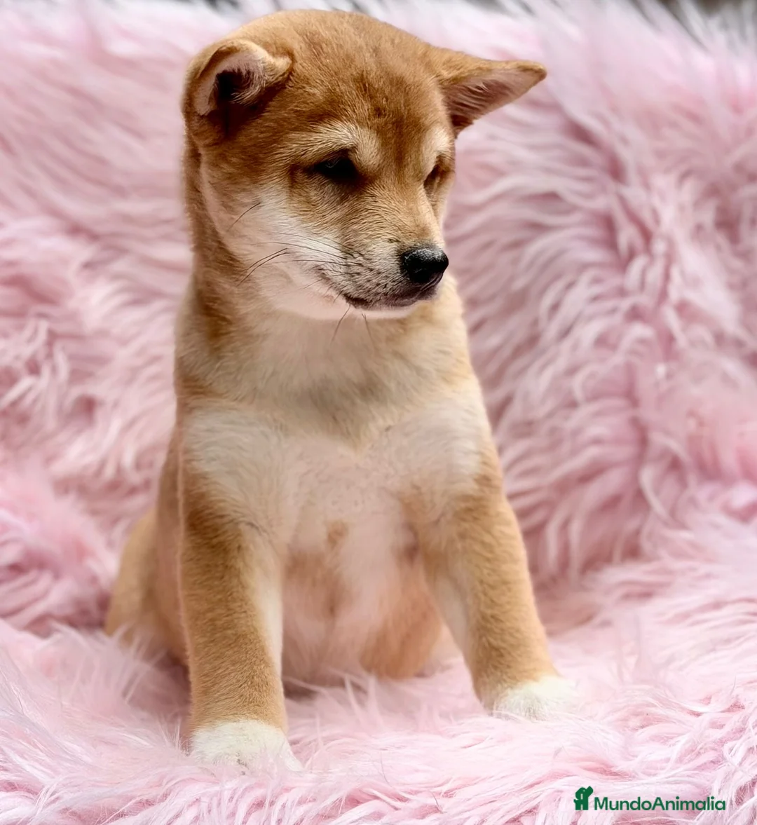Shiba Inu perros en venta: Shiba Inu rojo y tricolor  - Anuncio 1