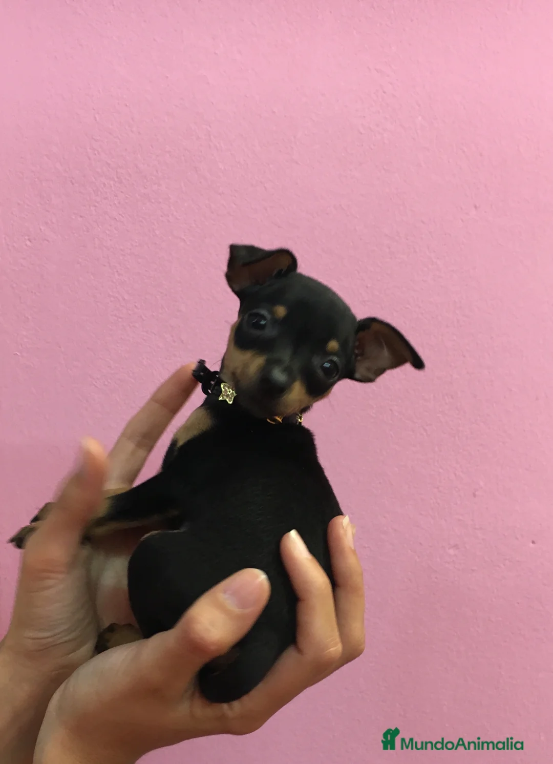 Ratón de Praga perros en venta: Ratón de Praga en Barcelona - Anuncio 6
