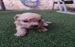 Caniche Enano perros en venta: Cachorro Caniche - Imagen 5