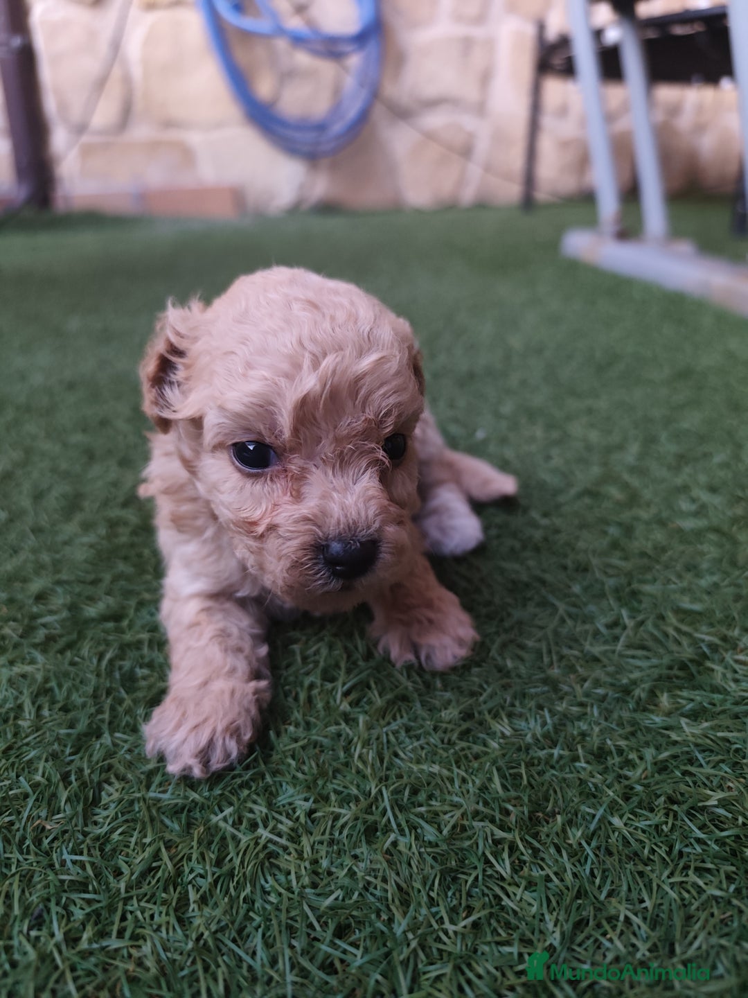 Caniche Enano perros en venta: Cachorro Caniche - Imagen 5