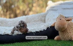 Teckel Miniatura perros en venta: TECKEL - Imagen 6