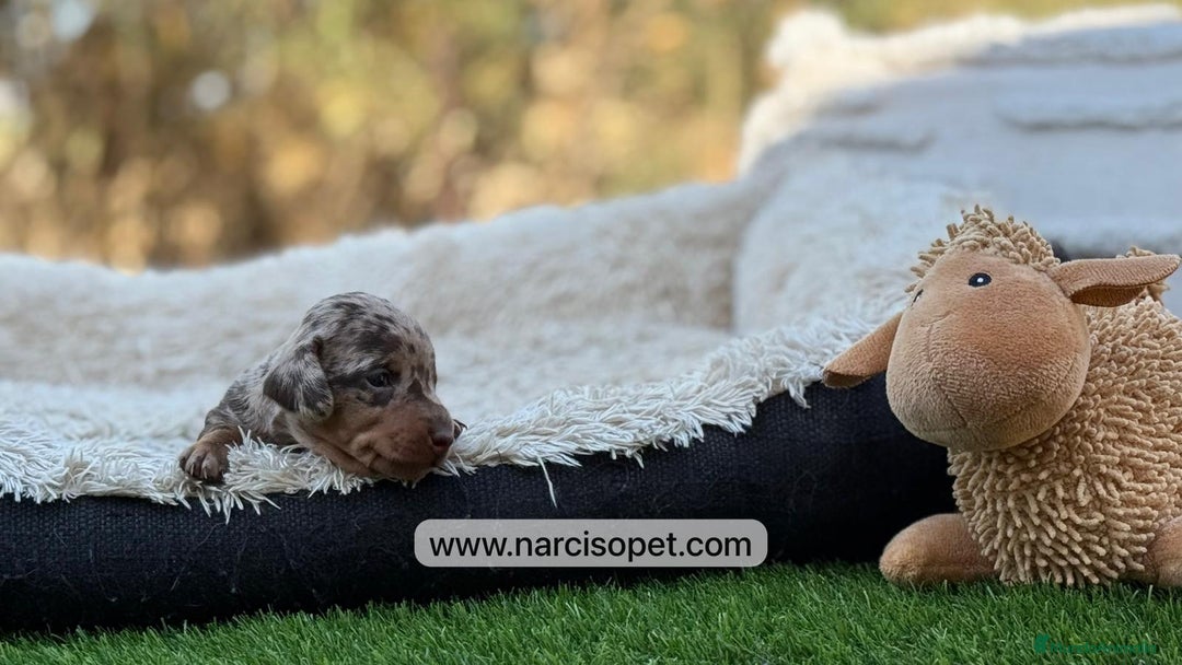 Teckel Miniatura perros en venta: TECKEL - Imagen 6