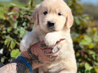 Golden Retriever perros en Barcelona - Anuncio 9