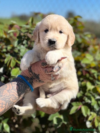 Golden Retriever perros en Barcelona - Anuncio 9