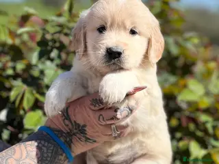 Golden Retriever perros Golden en Barcelona - Anuncio 10