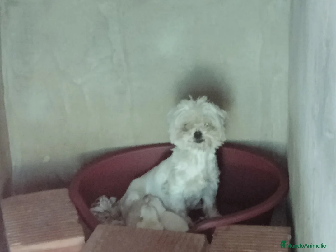 Bichón Maltés perros en venta: Bichon maltés americano  en Badajoz - Anuncio 3