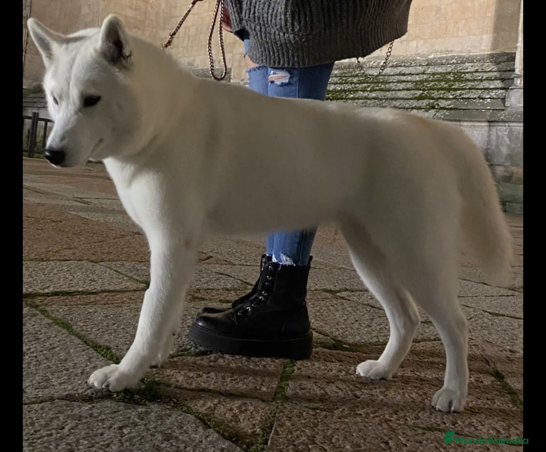 Husky Siberiano perros en venta: Hembra husky  - Imagen 2