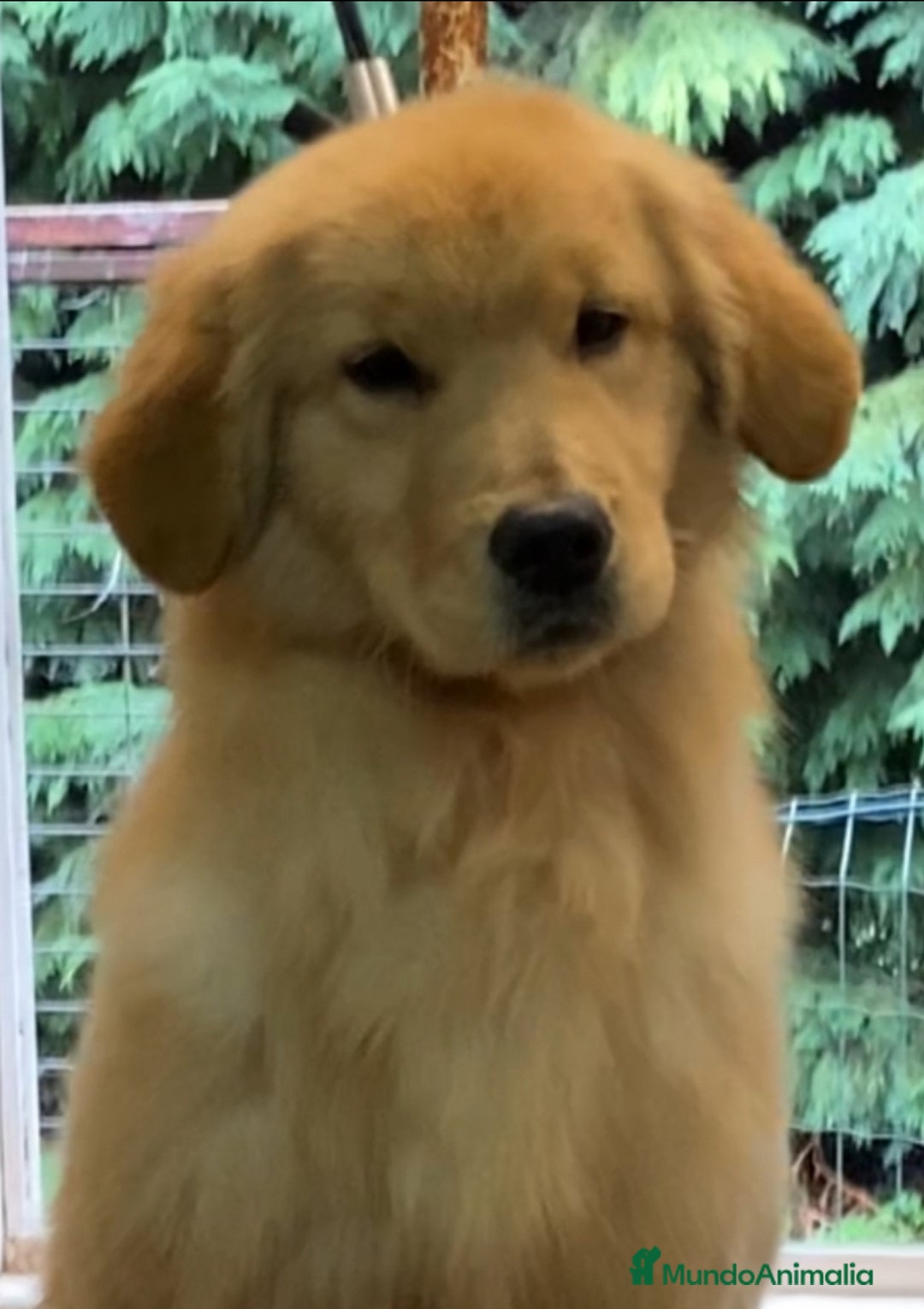 Golden Retriever perros en venta: Golden americano  - Anuncio 2