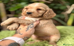Cocker Spaniel Inglés perros en venta: Cocker inglés dorado - Anuncio 8