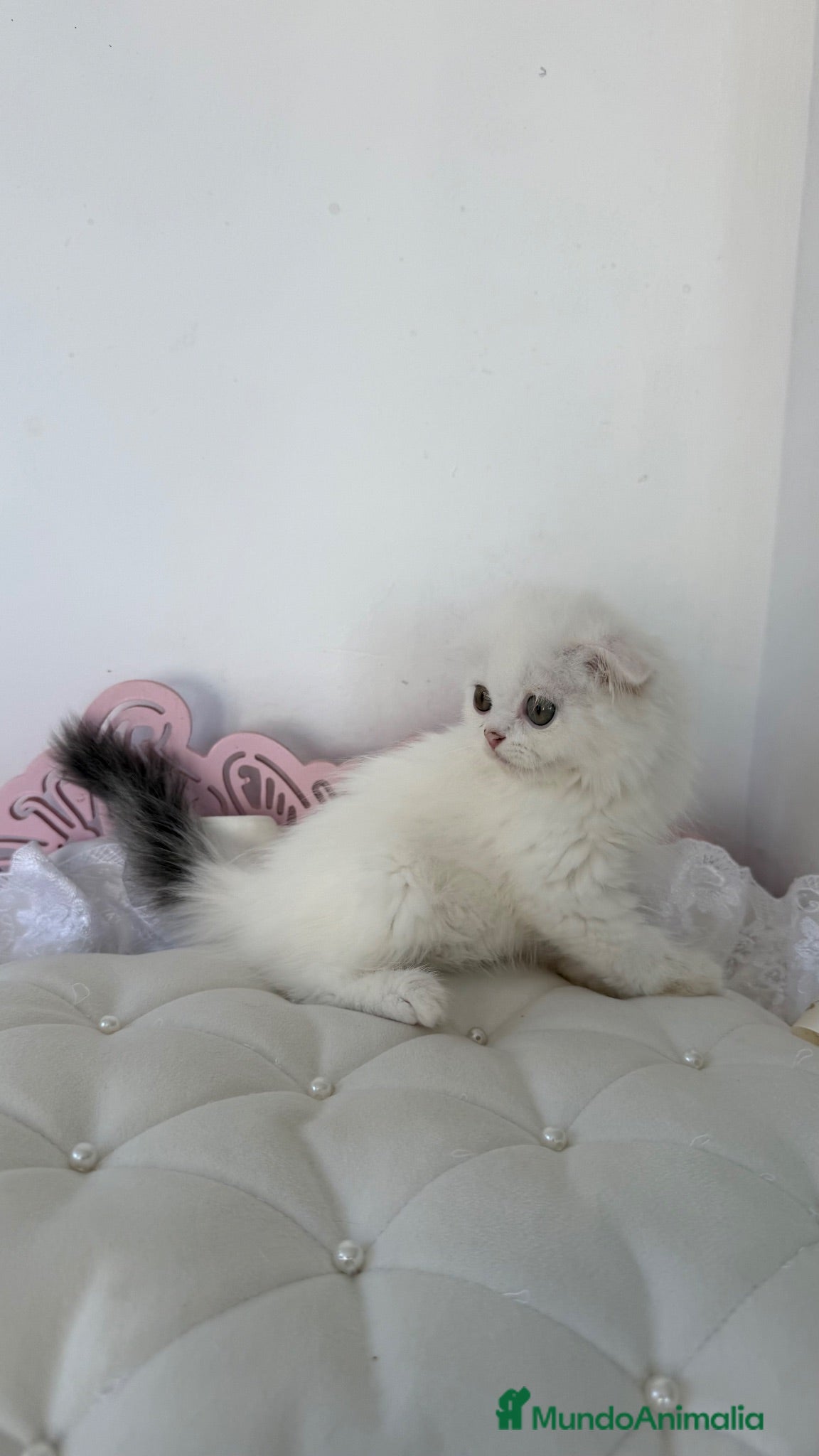 Scottish Fold gatos Scottish fold - Anuncio 1