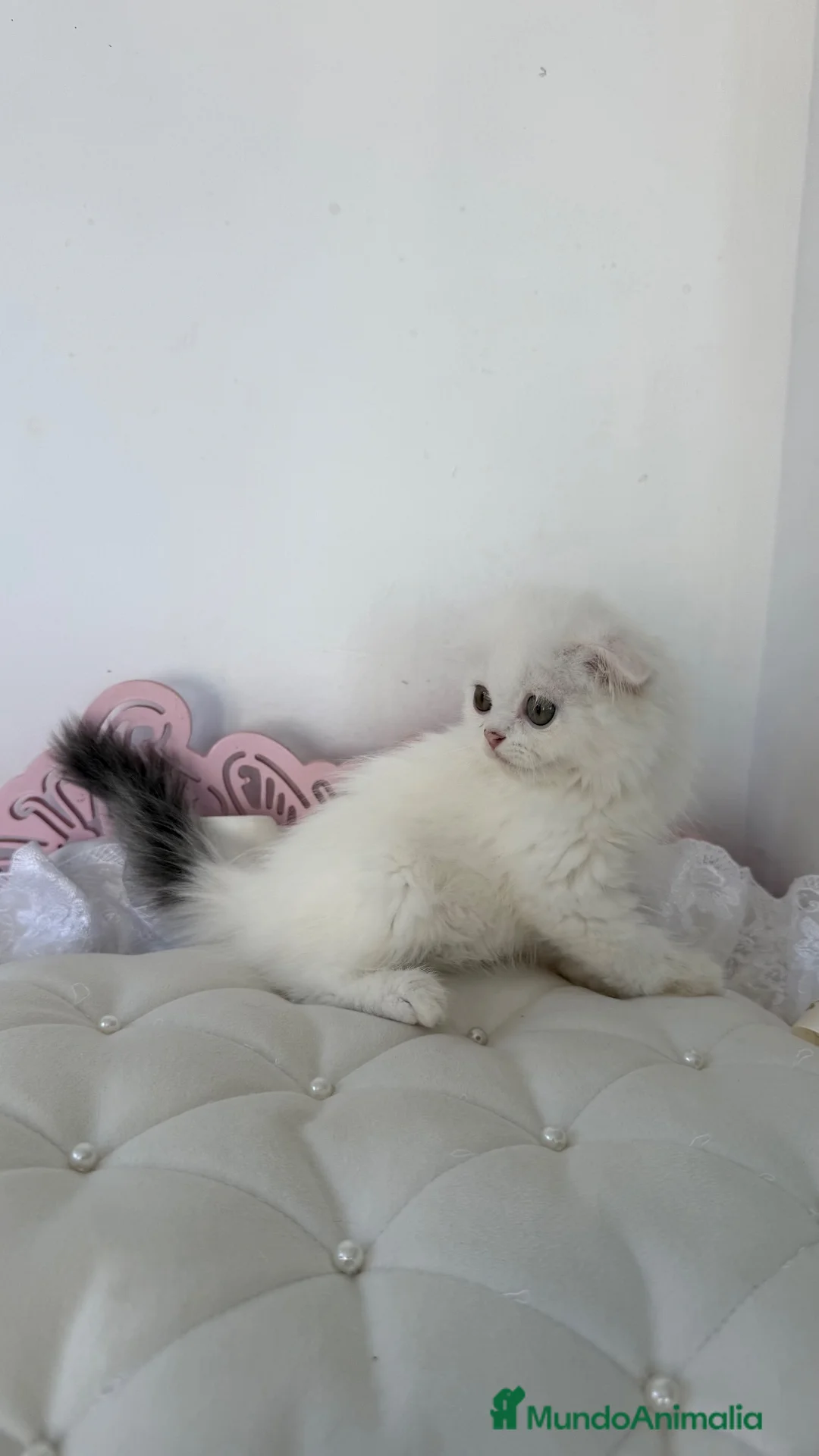 Scottish Fold gatos en venta: Scottish fold - Anuncio 1