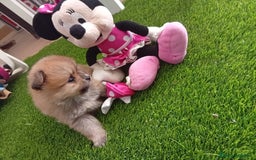 Pomerania perros en venta: PRECIOSA POMERANIA MINI - Anuncio 4