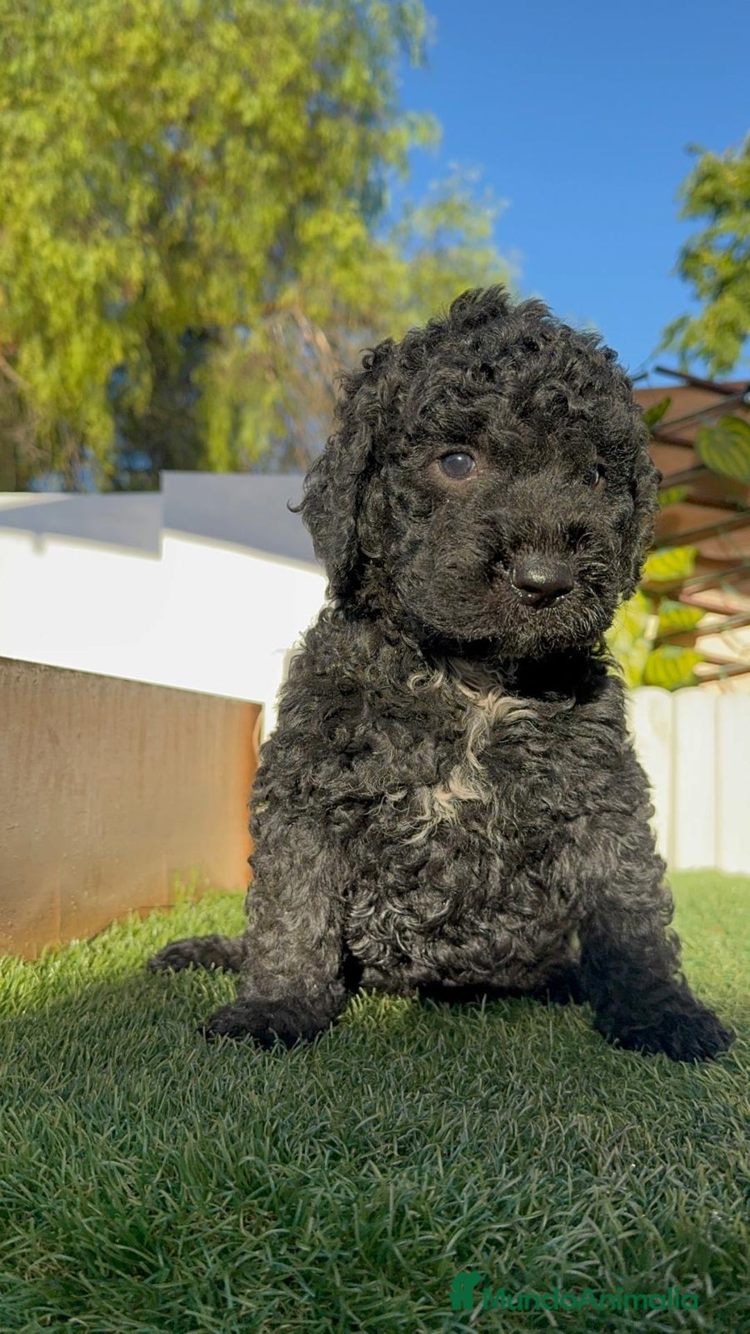 Perro de Agua Español perros en venta: PERRO DE AGUA ESPAÑOL - Imagen 1