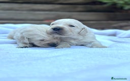 Golden Retriever perros en venta: Preciosos cachorros de Golden retriever - Imagen 4