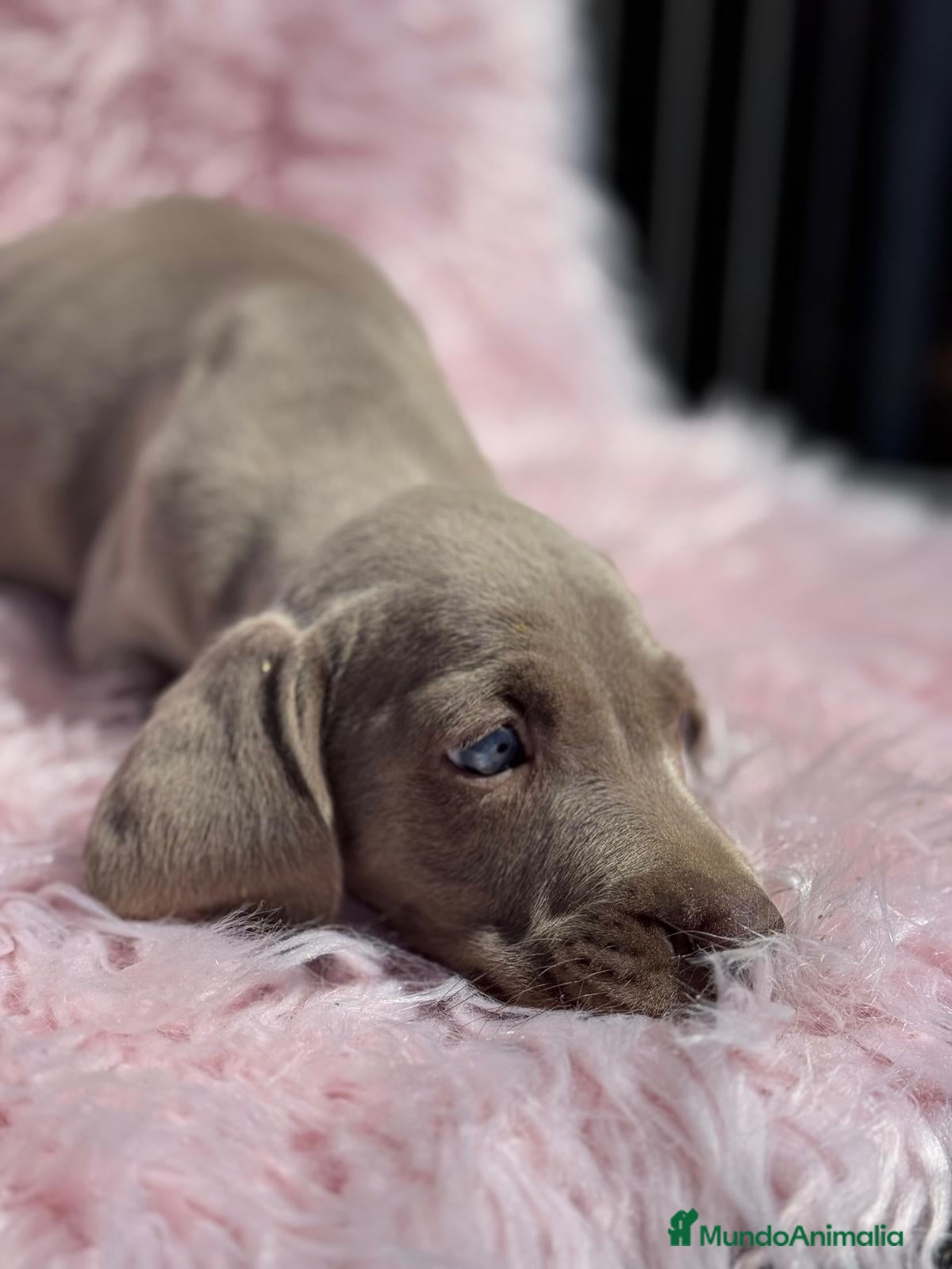 Weimaraner perros PRECIOSA HEMBRA BRACO DE WEIMAR en Barcelona - Anuncio 16