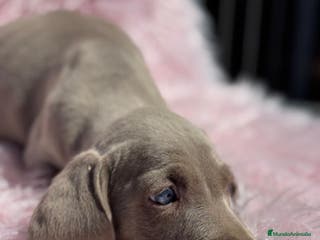 Weimaraner perros PRECIOSA HEMBRA BRACO DE WEIMAR en Barcelona - Anuncio 25