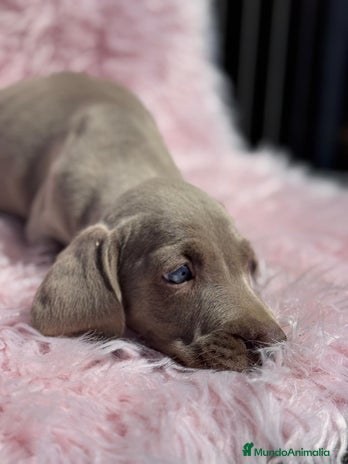 Weimaraner perros PRECIOSA HEMBRA BRACO DE WEIMAR en Barcelona - Anuncio 1