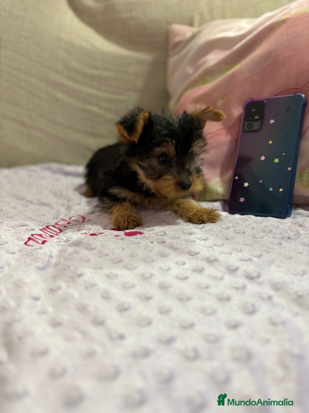 Yorkshire Terrier perros en venta: Yorkshire toy - Imagen 8