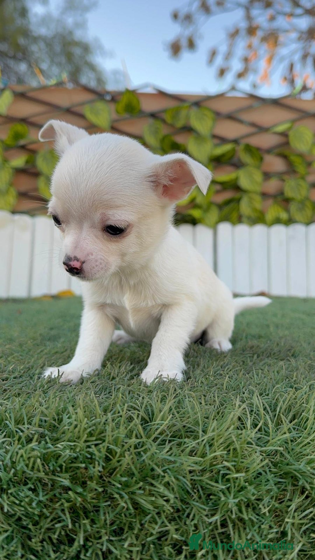 Chihuahua perros en venta: CHIHUAHUA MACHO - Anuncio 1