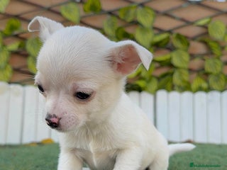 Chihuahua perros CHIHUAHUA MACHO - Anuncio 1