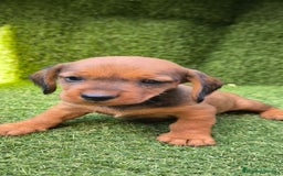 Teckel Miniatura perros en venta: camada teckel mini  - Imagen 3