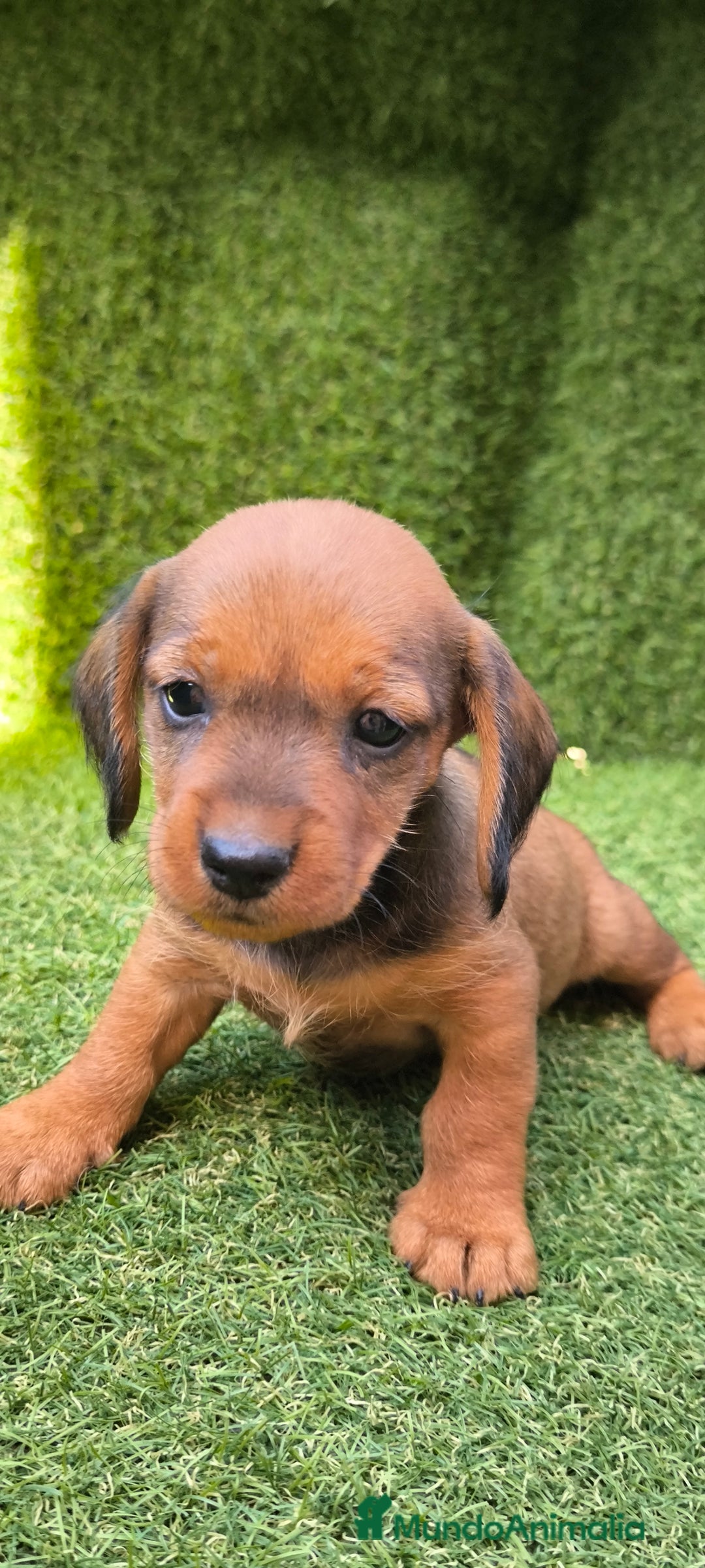 Teckel Miniatura perros en venta: camada teckel mini  - Imagen 3
