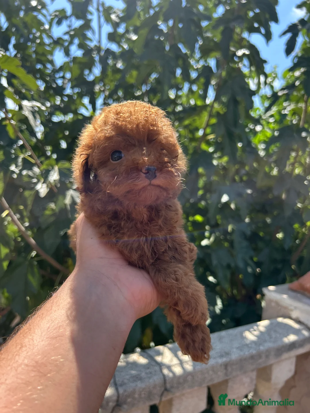 Caniche Toy perros en venta: Caniche Toy - Anuncio 2