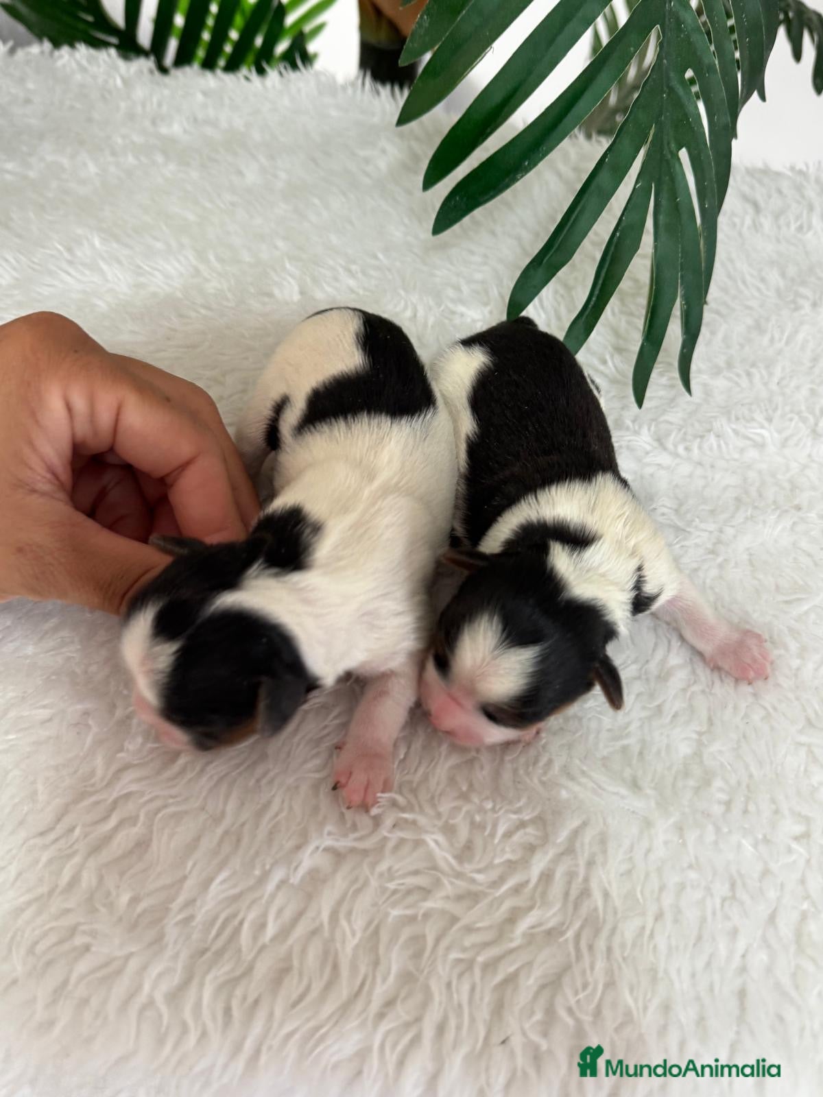 Yorkshire Terrier perros YORKSHIRE BIEWER - Anuncio 2