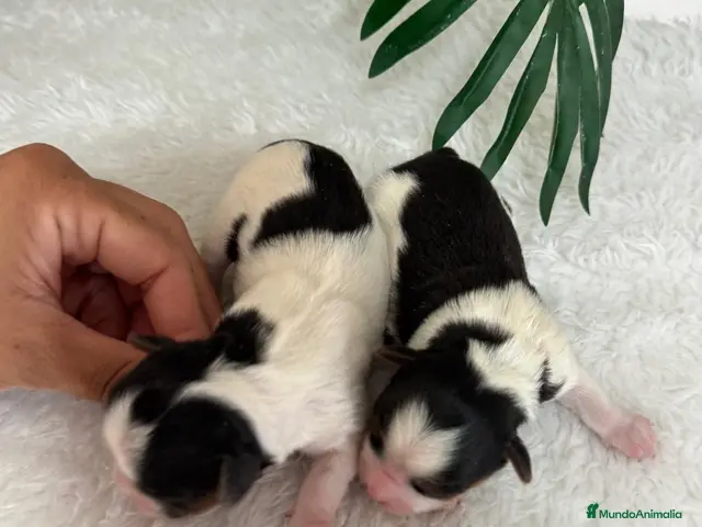 Yorkshire Terrier perros en venta: YORKSHIRE BIEWER - Anuncio 2