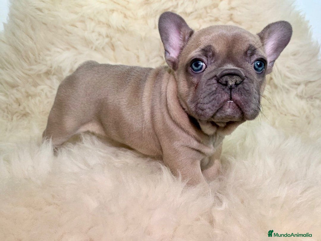 Bulldog Francés perros en venta: Camada bulldog francés blue fawn y lilac fawn  - Imagen 3