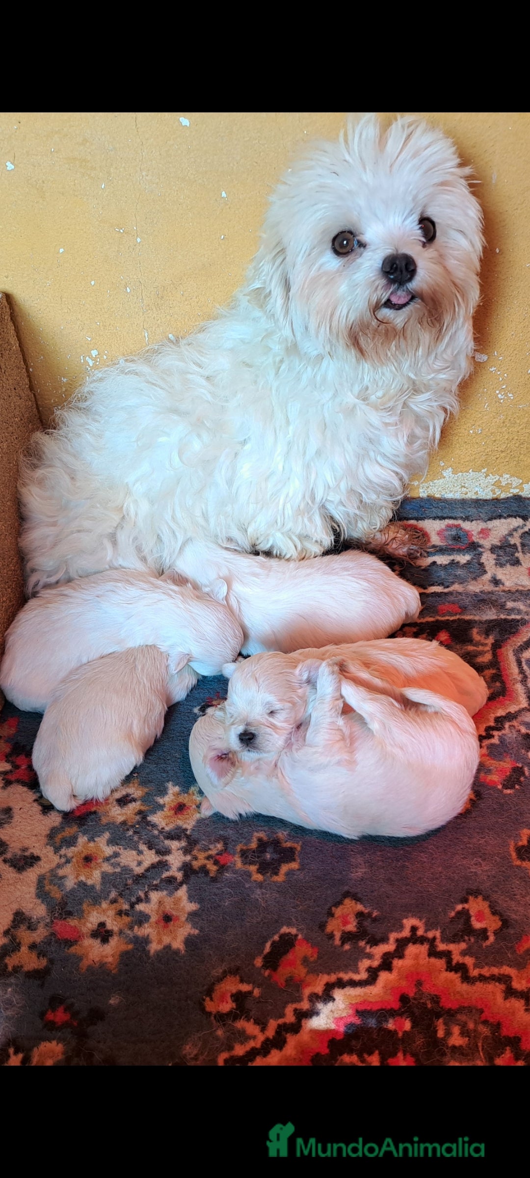 Bichón Maltés perros Minis cachorros de bichon maltes - Anuncio 1