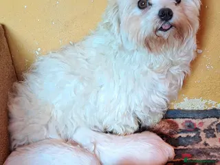 Bichón Maltés perros Minis cachorros de bichon maltes - Anuncio 1