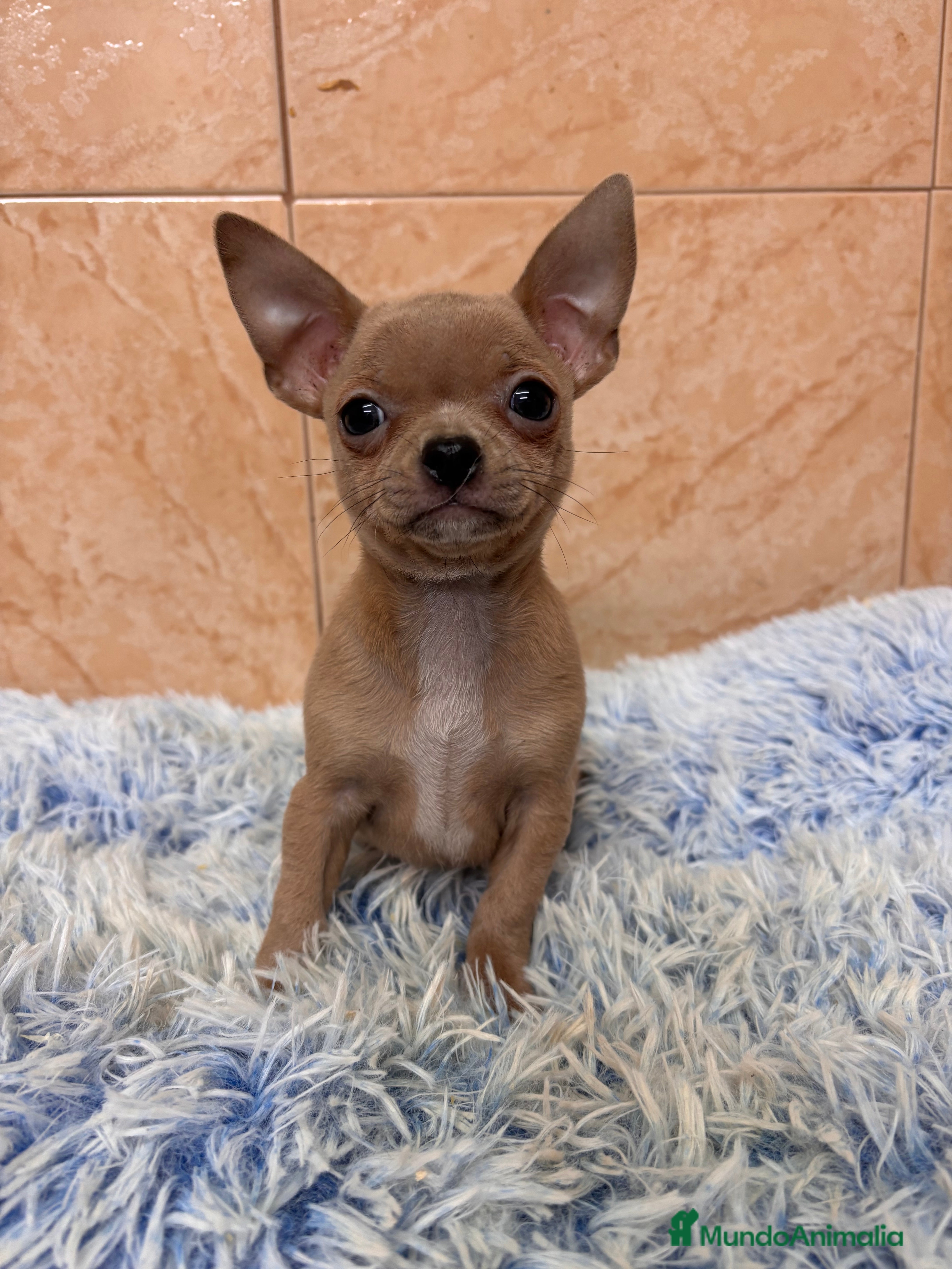 Chihuahua perros CHIHUAHUAS - Anuncio 2