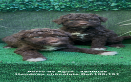 Perro de Agua Español perros en venta: Perro de Agua Español hembra - Anuncio 3