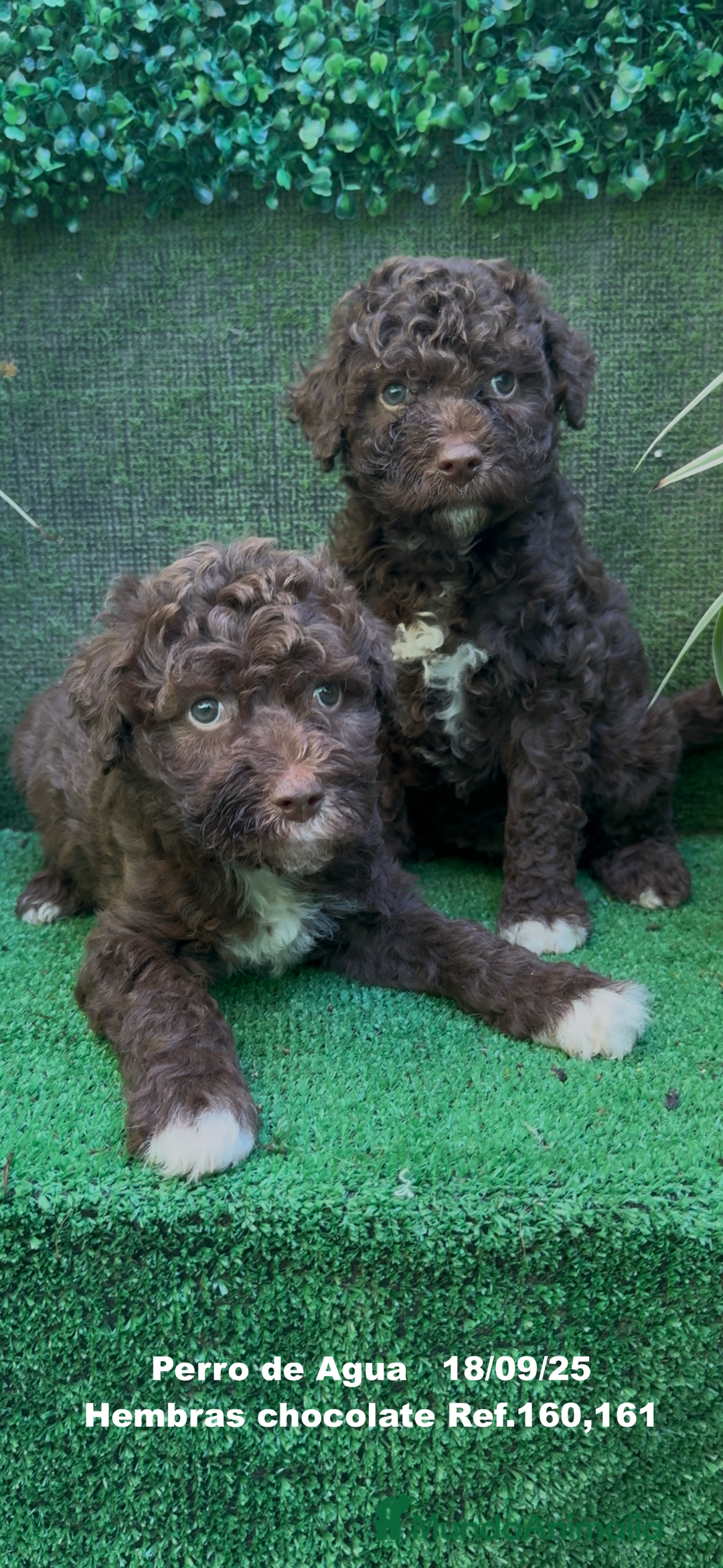 Perro de Agua Español perros en venta: Perro de Agua Español hembra - Anuncio 3