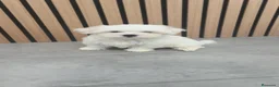 Bichón Maltés perros en venta: Bichón Maltes macho disponible  - Anuncio 10
