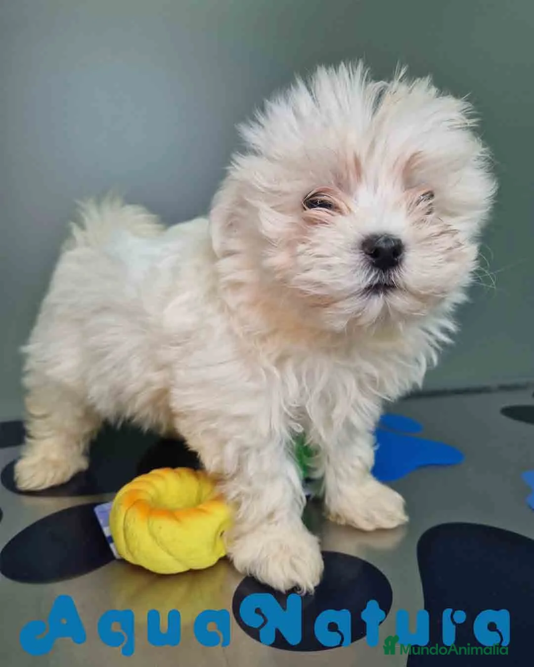 Bichón Maltés perros en venta: Bichon Maltes Hembra 1 AQUANATURA - Anuncio 9