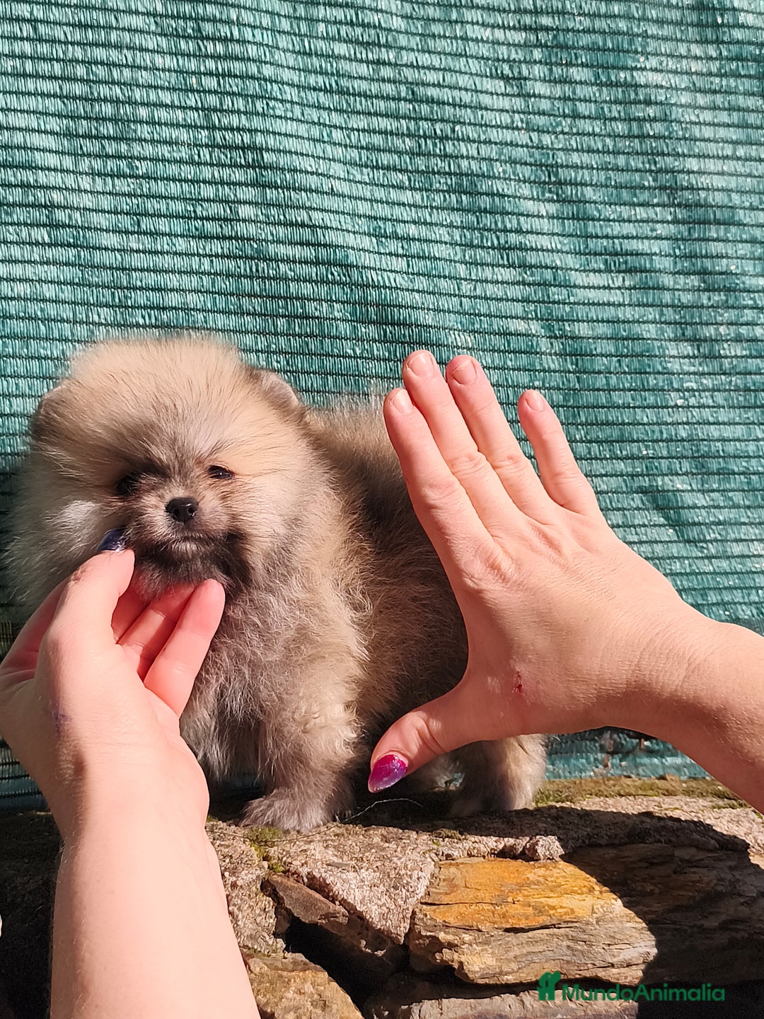 Pomerania perros en venta: Pomerania mini Masdrid,CACERES  - Anuncio 1