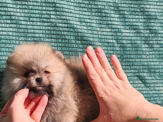 Pomerania perros Pomerania mini Masdrid,CACERES - Anuncio 1