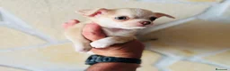 Chihuahua perros en venta: Chihuahua toy  - Anuncio 4