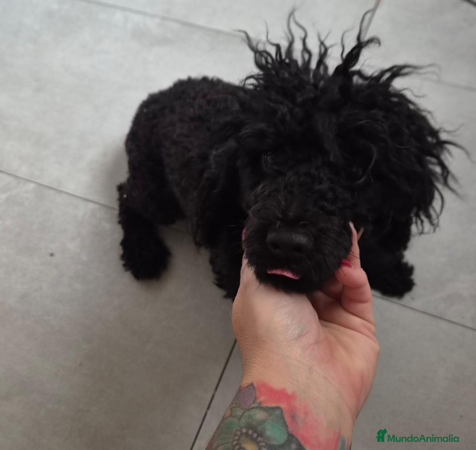 Caniche Toy perros Caniche toy - Anuncio 1