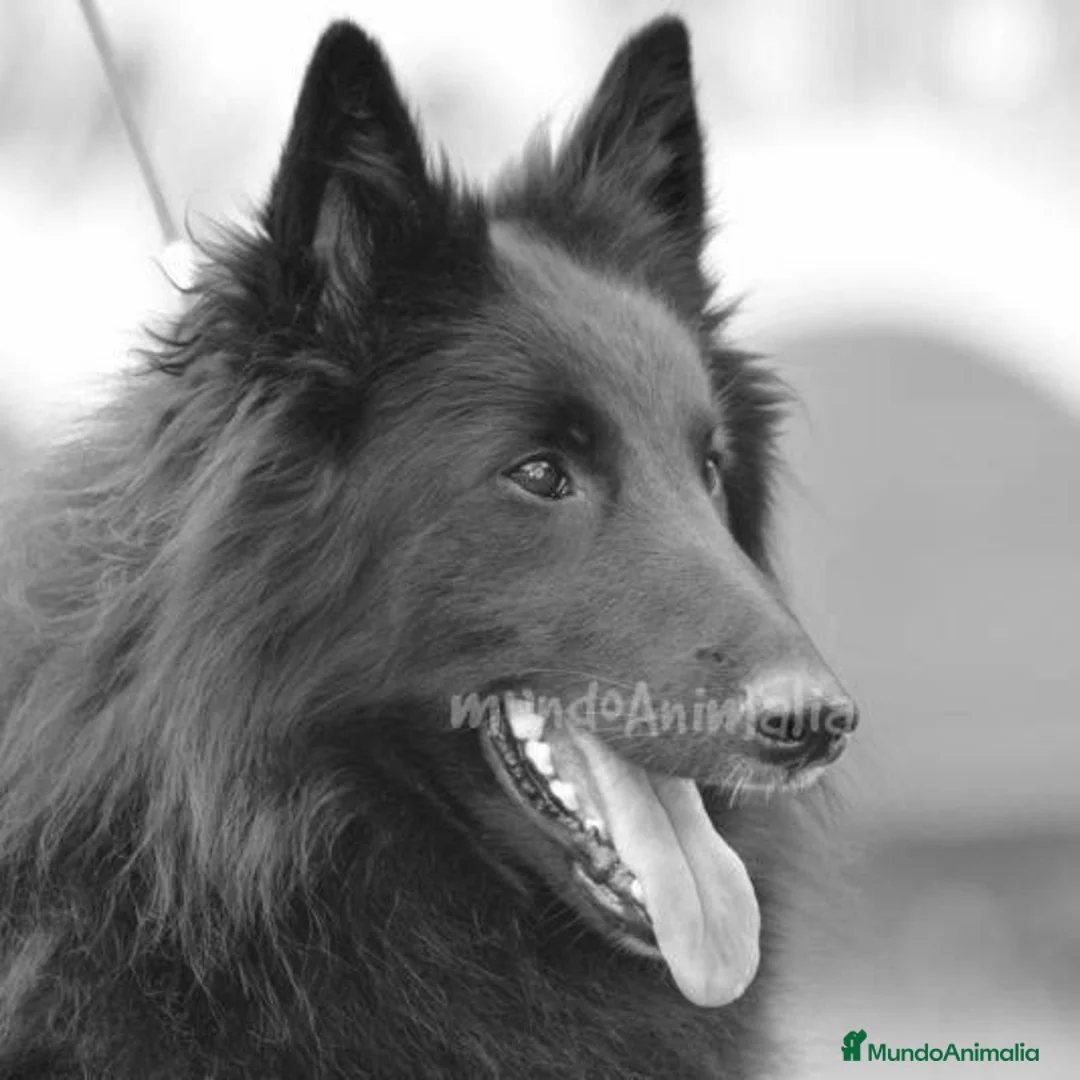 Imagen de galería {{count}}