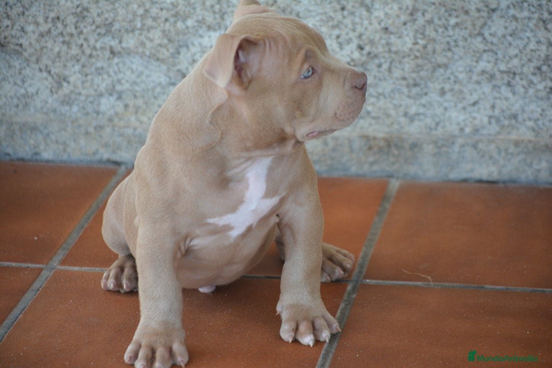 American Bully perros en venta: Cachorros American Bully  en Ourense - Imagen 5