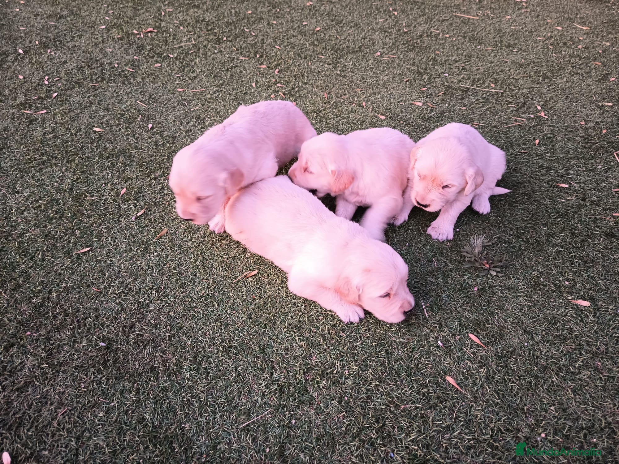 Golden Retriever perros Golden retriever  - Anuncio 1
