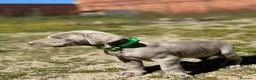 Weimaraner perros en venta: Último macho de Braco de weimar  - Anuncio 3