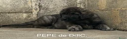 Mastín Español perros en venta: Mastín Español  - Anuncio 5