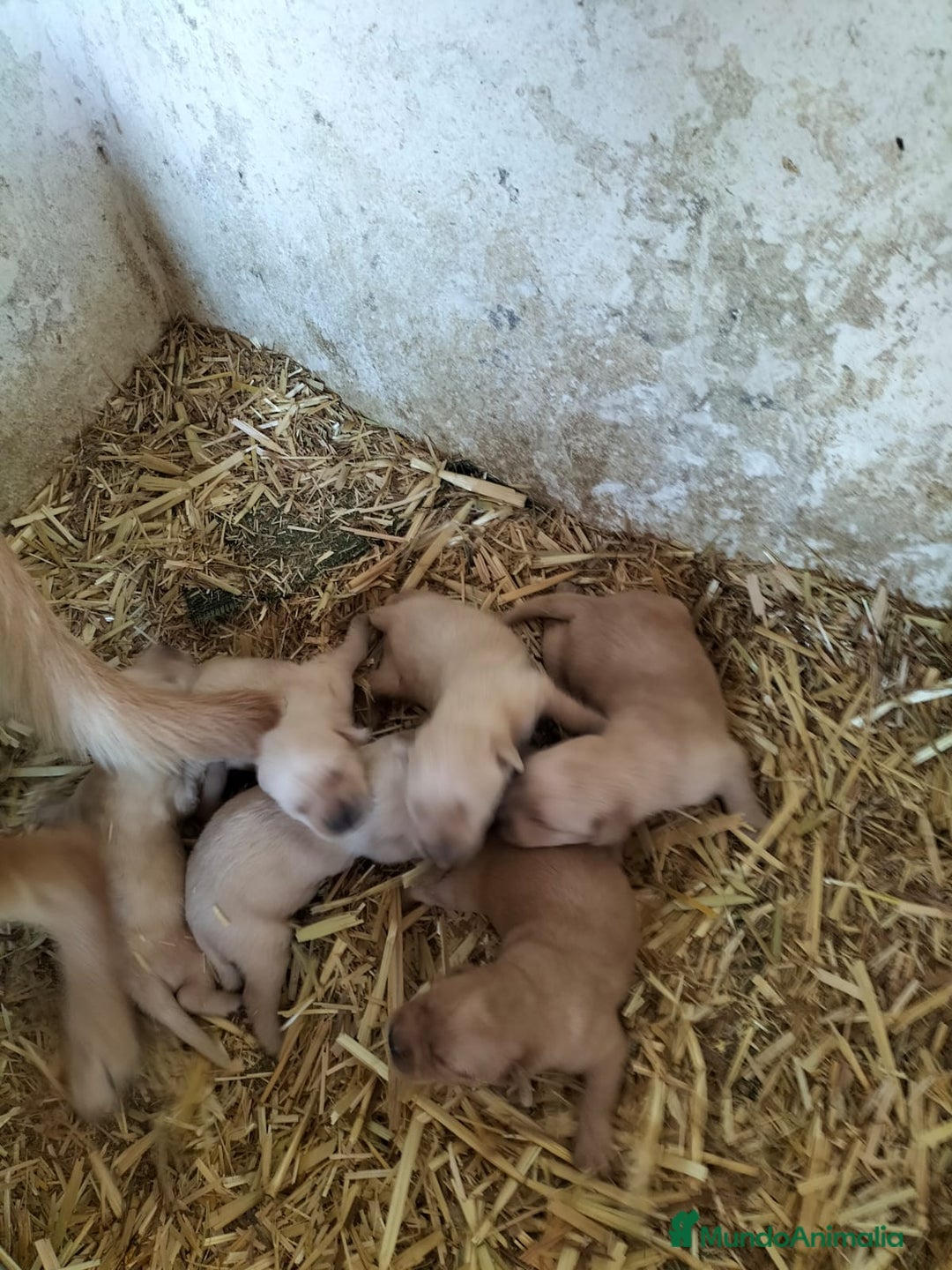 Labrador Retriever perros en venta: Labrador retriever  - Imagen 3