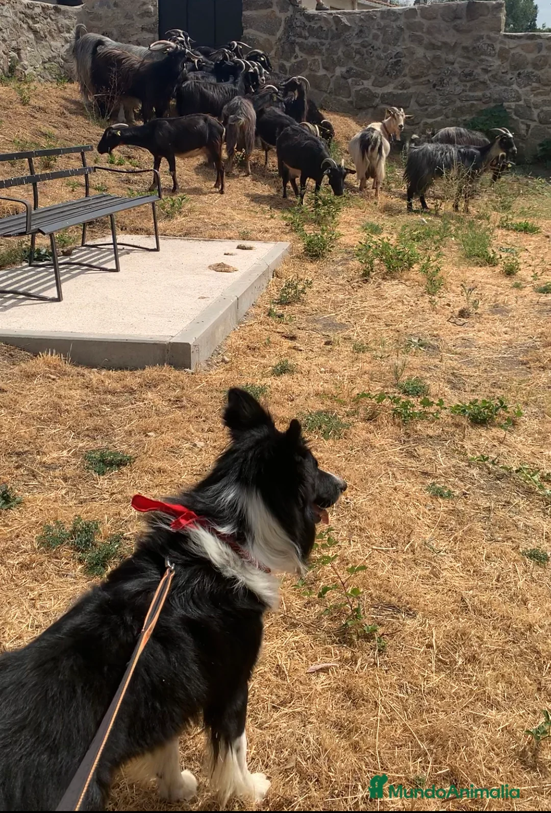 Border Collie perros para monta: BORDER COLLIE PARA MONTAS  en Ávila - Anuncio 4